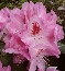 Różanecznik (Rhododendron) Furnivall